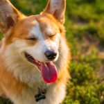 Dog poop Pickup in Grosse Ile Township