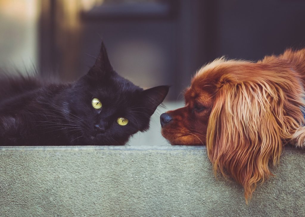Dog poop Pickup in Grosse Ile Township