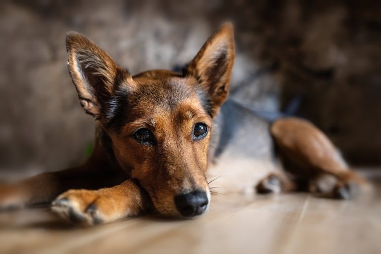 Dog poop Pickup in Grosse Ile Township