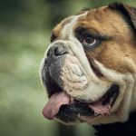 Dog poop Pickup in Grosse Ile Township