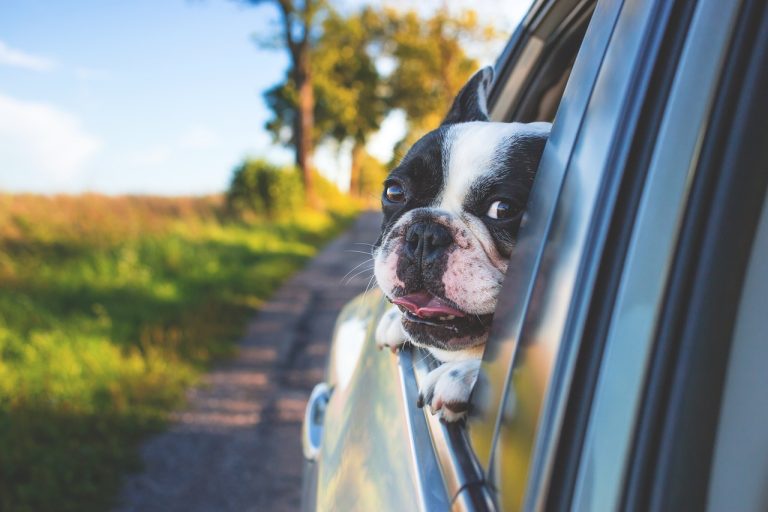 Dog poop Pickup in Grosse Ile Township