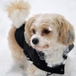 Dog poop Pickup in Grosse Ile Township