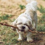 Dog poop Pickup in Grosse Ile Township
